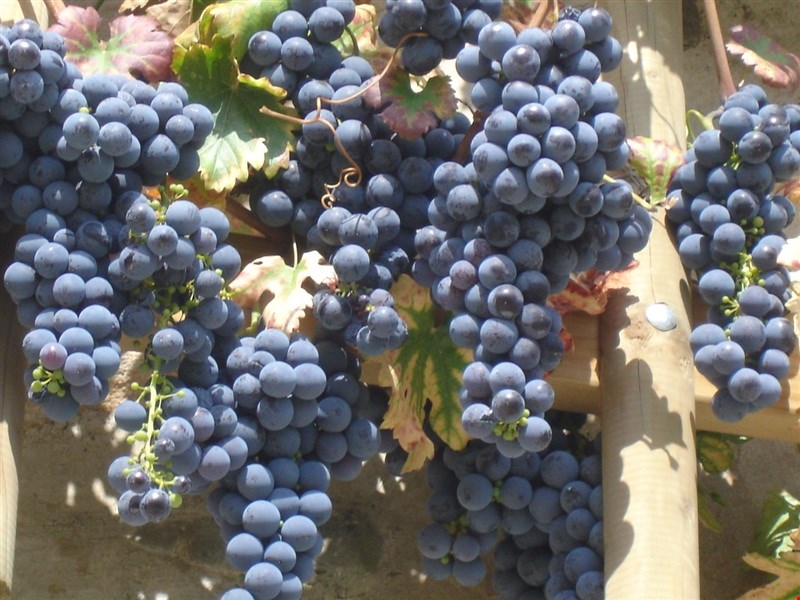 Društvo Savinjskih vinogradnikov