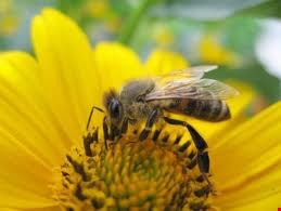 Predavanje o čebelarstvu
